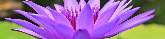 Instants méditatifs