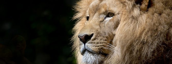 Internet, ou l’exercice du leadership