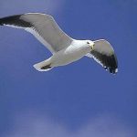 Illustration du profil de Jérôme Lopériol