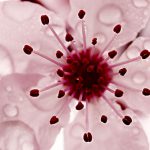 Illustration du profil de Flore Michelot