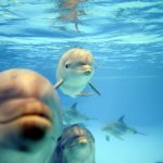 Illustration du profil de Pilar Pacheco