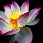 Illustration du profil de Annabelle Peringer