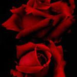 Illustration du profil de BAKKARA RED