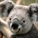 Illustration du profil de Pierre DEKKERS