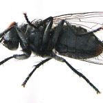 Illustration du profil de Veronique Gerber