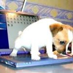 Illustration du profil de Alexandre ANTING